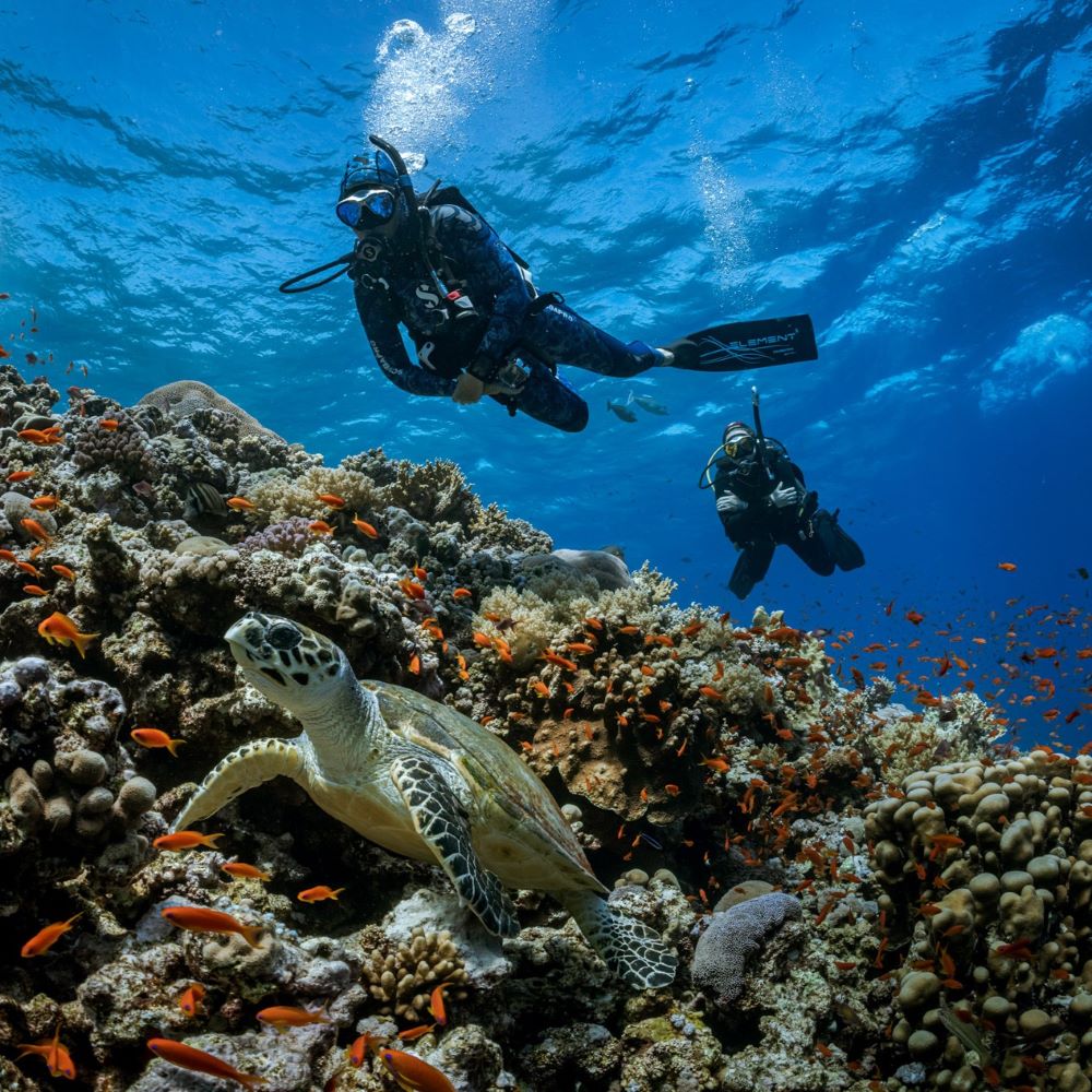 Diver reviewing a briefing or gear setup carefully