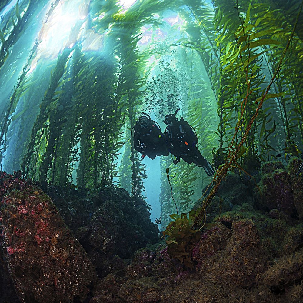 Well-fitted scuba equipment helping a diver relax